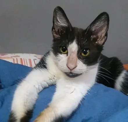 Abandonaron a una gatita en la costanera de Corrientes